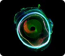 Cell level imaging of whole mouse via transparency